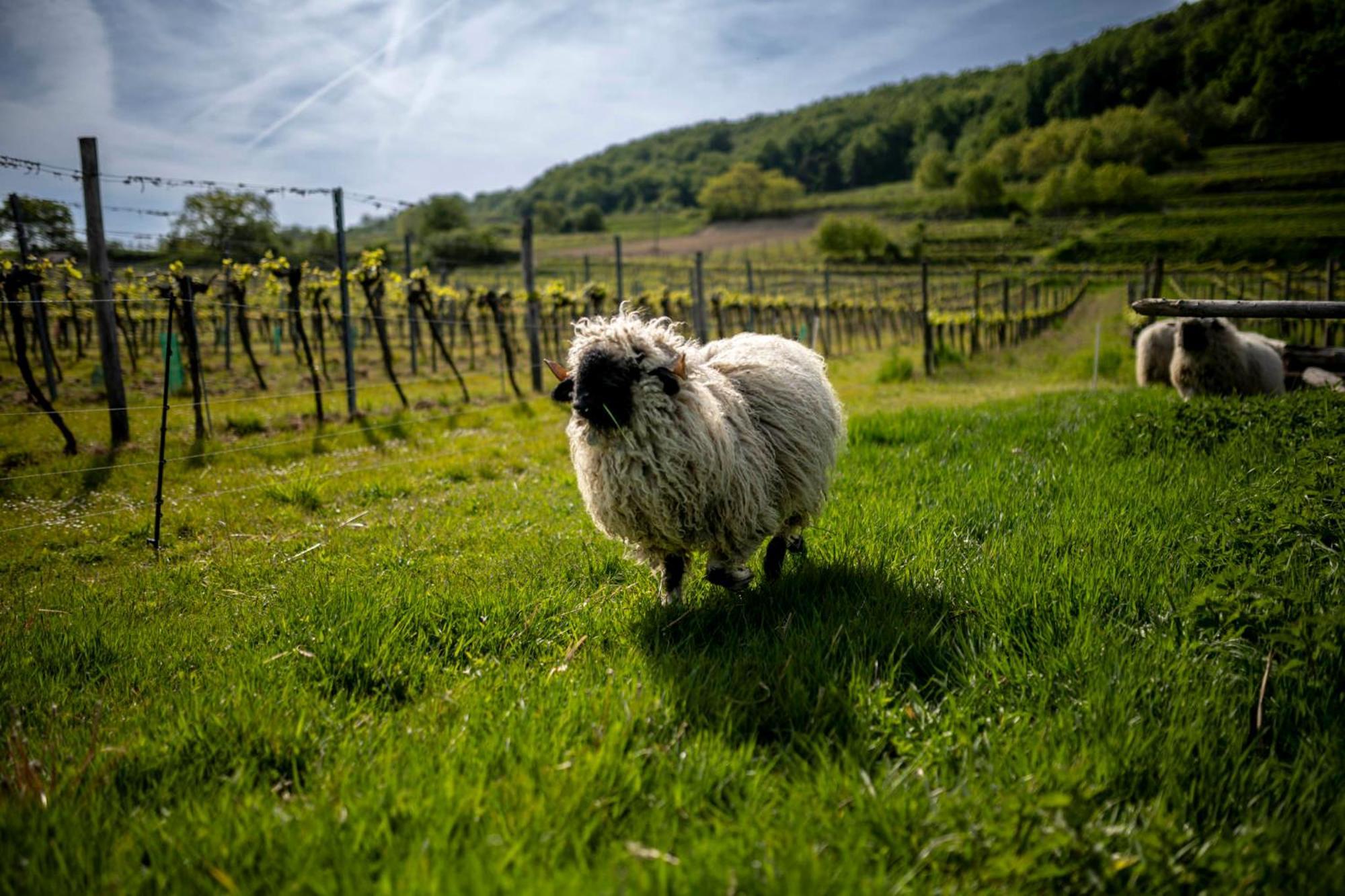 Weingut Jakob'S Ruhezeit Маутерн Экстерьер фото
